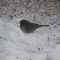 PINK-SIDED JUNCO in Southern Minnesota