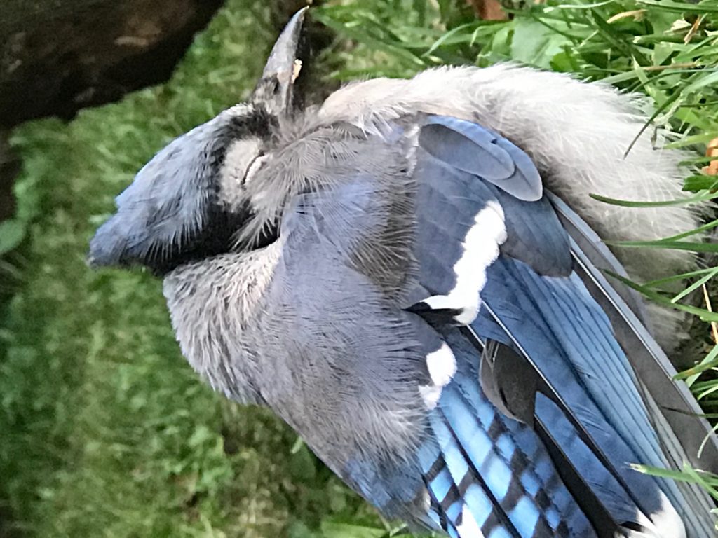 A Sick Blue Jay - FeederWatch