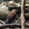 Rusty Blackbirds at a Natural Area and at my count site