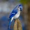 a bright and beautiful blue jay on feeder post