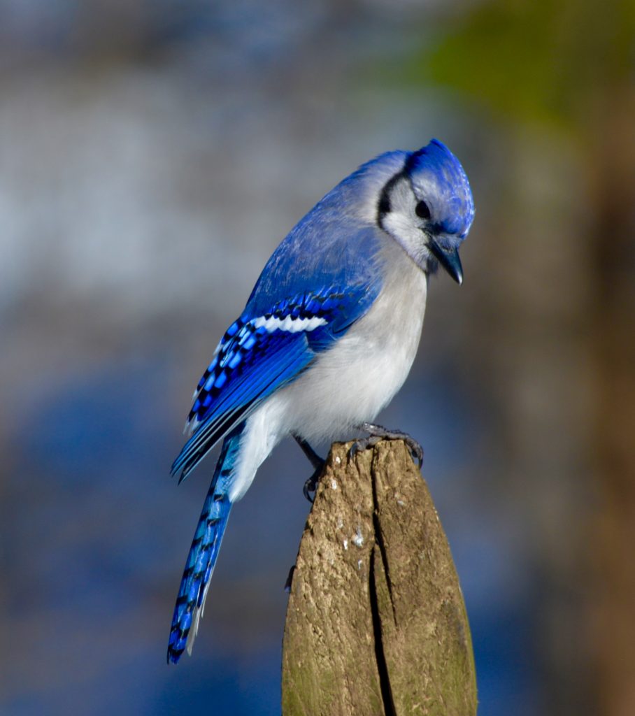a bright and beautiful blue jay on feeder post - FeederWatch