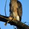 Life with Cooper’s hawks