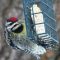 Hungry for suet