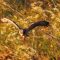 Birds in Flight – Red-Tailed Hawk finds food