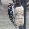 Hairy Woodpecker with deformed bill