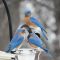 Male Bluebirds having lunch