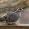 Mourning Dove on deck rail