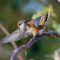 Female Allen’s Hummingbird Doing Yoga