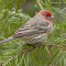 House Finch male in a pine