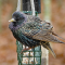 Starling on a suet feeder