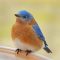 Male Eastern Bluebird at a water dish