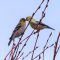 Kissing Goldfinches