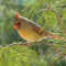 Female Northern Cardinal in a pine tree