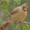 Female Northern Cardinal in a pine tree