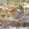 The White-striped morph of the White-throated Sparrow