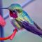 Hummingbirds bloom in every Color
