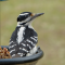 Female Hairy Woodpecker  and the remnants of a seed log