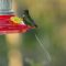 Hummingbird shot