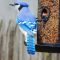 Blue Jay Feed Time