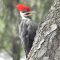 Pileated Woodpecker in Ohio