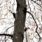 Pileated Woodpecker Family