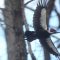 Uncommon  Visitor, Pileated Woodpecker, checking out the area