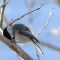 Black-capped Chickadee eating a seed