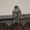 Successful sharp-shinned hawk
