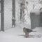 Merry Christmas for Cooper’s Hawk…not for the Pigeon