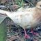 luecistic Mourning Dove