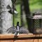 Food Fight: Tufted Titmouse Versus Hairy Woodpecker