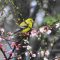 Male Gold Finch in the Spring