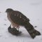 Sharp Shinned Hawk with Starling