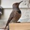 The Mighty Northern Flicker