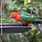 Pair of King Parrots