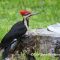 Pileated Woodpecker enjoying the bug buffet.