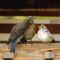 Leucistic Western Bluebird Fledgling wants more food!