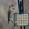 Y-S Northern Flicker and Pileated Woodpecker
