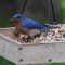 Blue Bird on a feeder