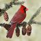 Northern Cardinal Perched In White Spruce