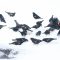 Blackbird invasion