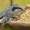 White-breasted Nuthatch male