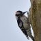 Woodpeckers on the Rappahannock