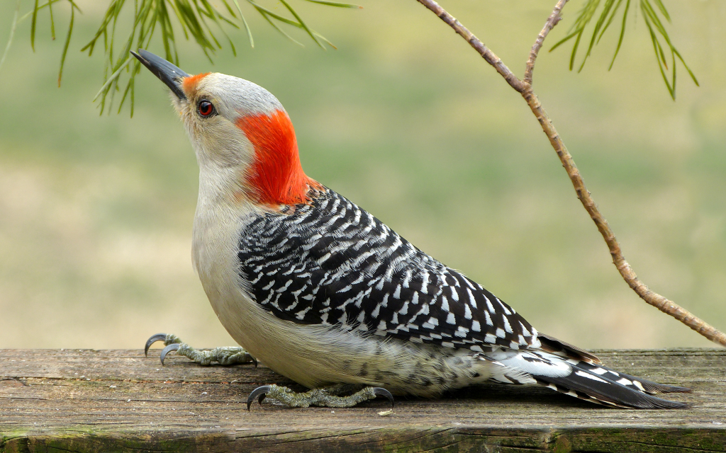 Ristede slap af Spektakulær Female Red-Bellied Woodpecker - FeederWatch