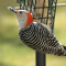Female Red-Bellied Woodpecker
