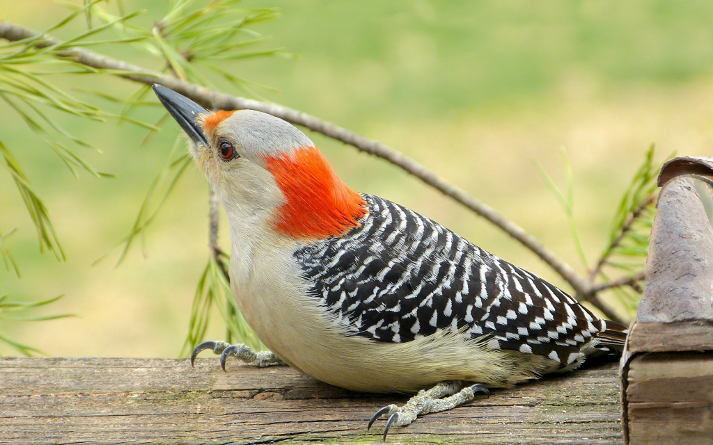 Female Red Bellied Woodpecker FeederWatch   256 Red Bellied Woodpecker Female 5Mar2018 1024x640 