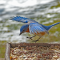 Male Eastern Bluebird landing on a tray feeder