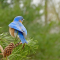 Male Eastern Bluebirds