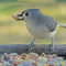 Tufted Titmouse on a tray feeder