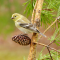 Female American Goldfinches